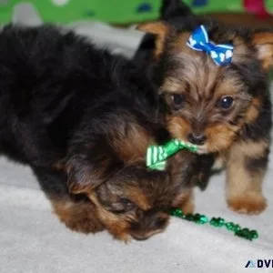 Beautiful Yorkshire Terrier Puppies
