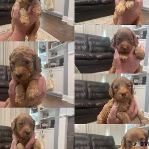 Labradoodle Puppies
