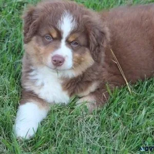 AKC Australian Shepherd puppies for Lovely Homes
