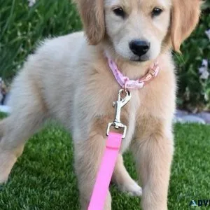 AKC Full Golden Retriever puppies available now