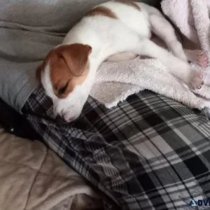 Female Jack Russell puppy