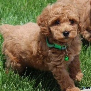 Gorgeous Toy Poodle puppies Available NOW