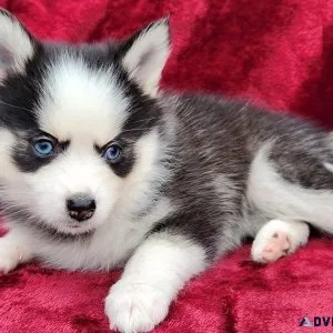 AKC registered Pomsky Puppies