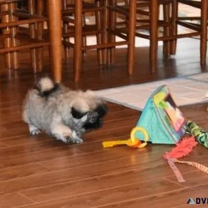 Gorgeous Pekingese Puppies Available