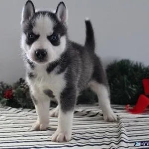 Home raised Siberian Husky Puppies male and female