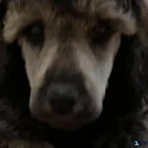 Standard poodle pups