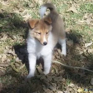 Adorable Shetland Sheepdog puppies ready now