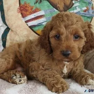 Lovely Cockapoo Puppies Available