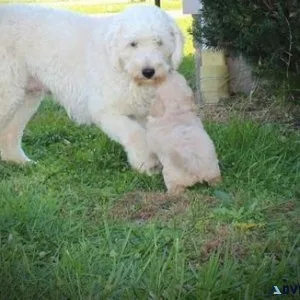 Gorgeous Goldendoodle puppies available now