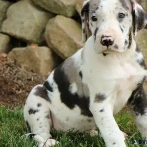 New Litter of Great Dane puppies available now.