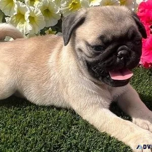 AKC registered Pug Puppies