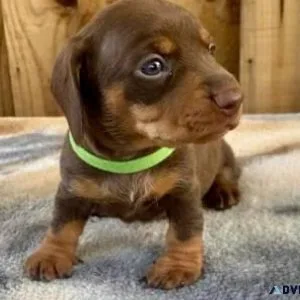 Lovely and cute dachshund puppies.