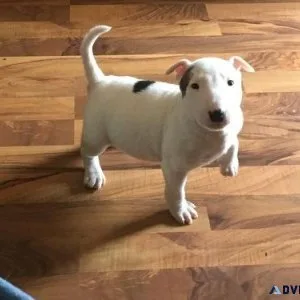 AKC Miniature Bull Terrier puppies for lovely homes.