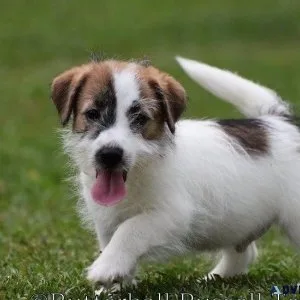 Gorgeous Russell Terrier puppies available