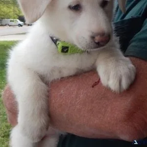 AKC registered White Shepherd Puppies.