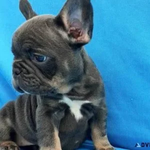 Cute French Bulldog puppies for your family.