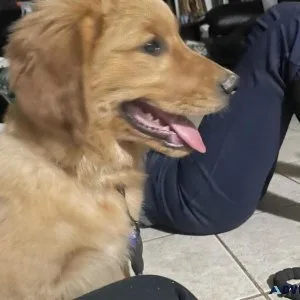 Golden Retriever