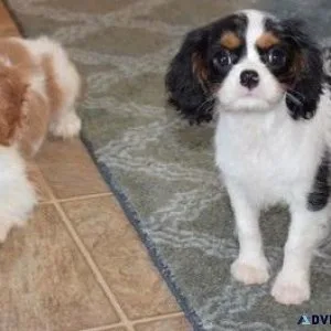 Male and female Cavalier King Charles Spaniel Puppies.