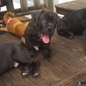 Home raised Cane Corso Puppies ready now
