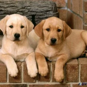 Potty Trained Labrador Retriever Puppies.