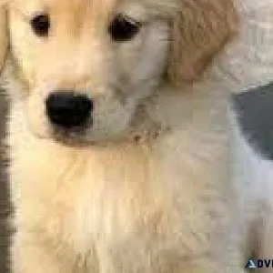 Purebred Golden Retriever Puppies