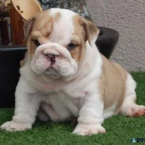 Mini English Bulldog puppies available