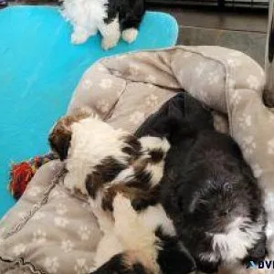 Lovely Lhasa Apso puppies