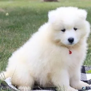 Loving Samoyed Puppies girls and boys