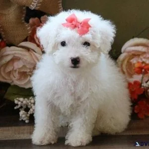 AKC Maltese Puppies available