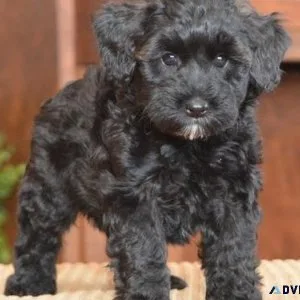 Beautiful Schnoodle Puppies Available