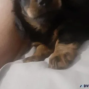 Mini daschunds