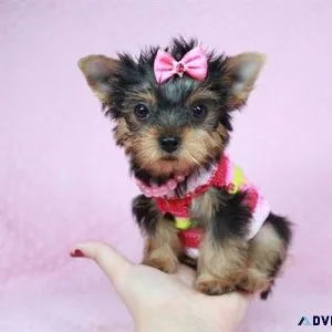 Super Cute Teacup Yorkie Puppies