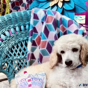 AKC Standard Poodle Puppies