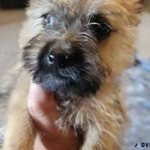 AKC Cairn Terrier Puppies