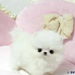 CKC reg. Micro Teacup Pomeranian Puppies for sale with papers.