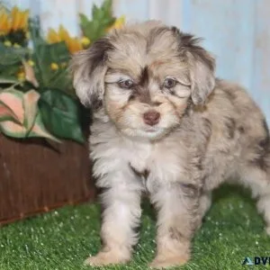 Beautiful Aussiedoodle puppies boys and girls