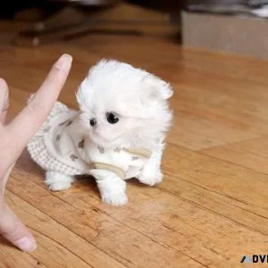 Top home raised Micro Teacup Maltese Puppies Available