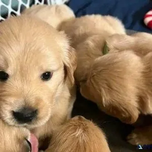 golden retreiver ups