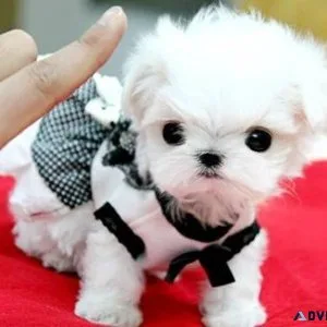 AKC registered Micro Teacup Maltese Puppies Available
