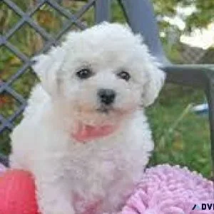 Adorable Purebreed Bichon Frise puppies