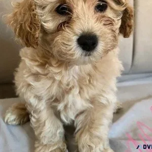 Beautiful Maltipoo Puppies Available for lovely homes