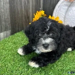 Potty Trained Havanese Puppies Available.