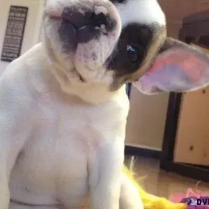 French Bulldog Puppies