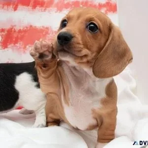 Adorable Dachshund Puppies for lovely homes.