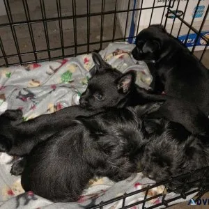 ChihuahuaYorkie (Chorkies)