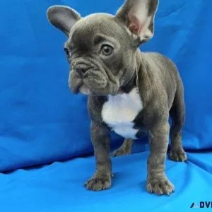 Beautiful French Bulldog puppies for your home your kids.