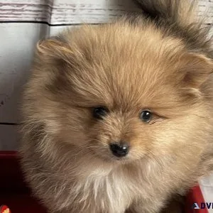 CKC Pomeranian Puppies available