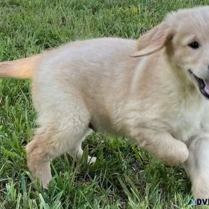 Full Blooded Golden Retriever puppies for sale
