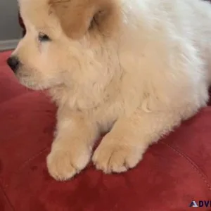 Chow chow