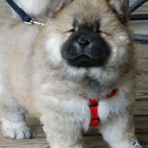 Home raised Chow Chow Puppies available
